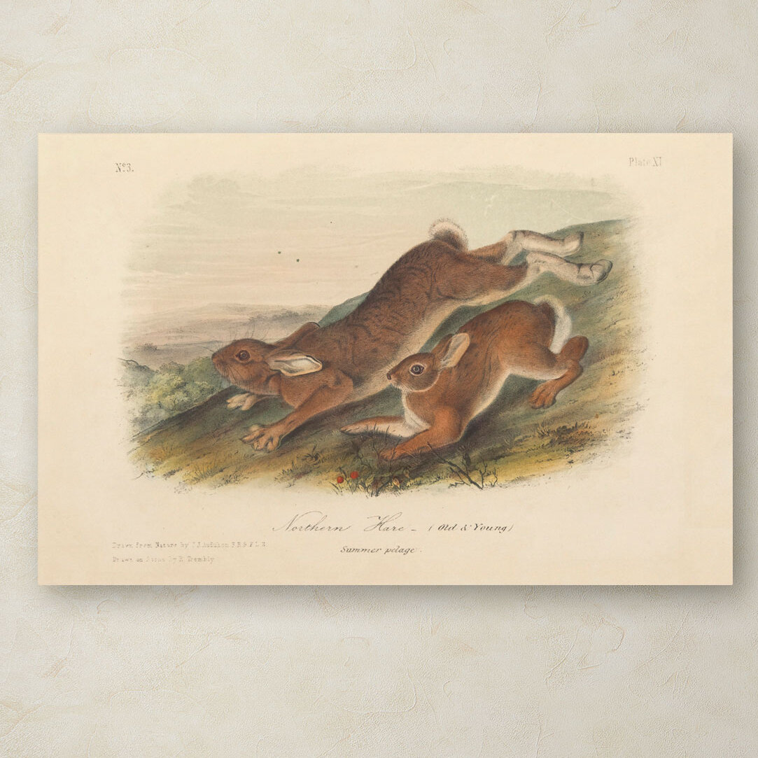 Vault W Artwork Northern Hare By John Audubon Print On Canvas Wayfair