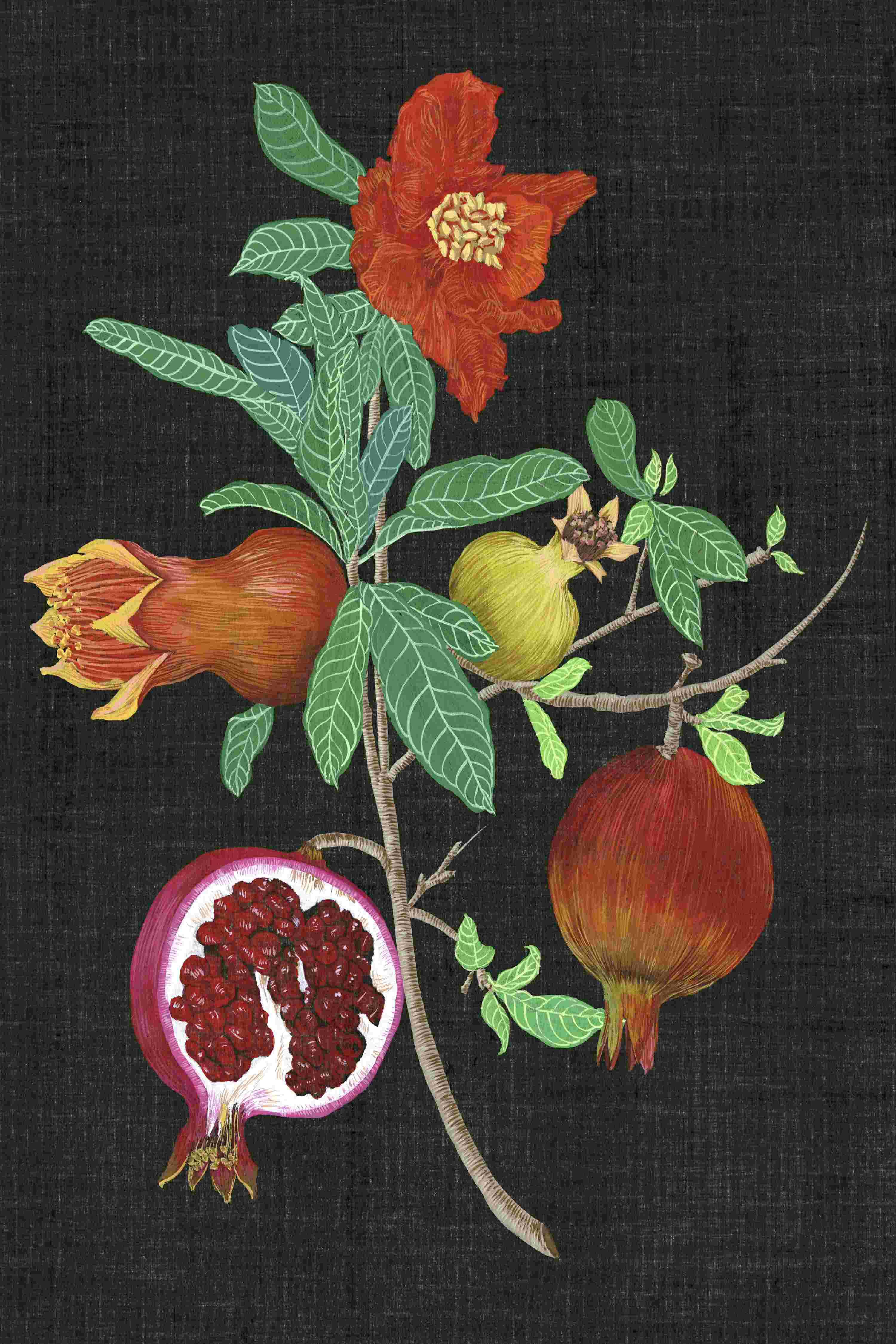 Rosalind Wheeler Pomegranate Study Ii By Melissa Wang Wrapped Canvas