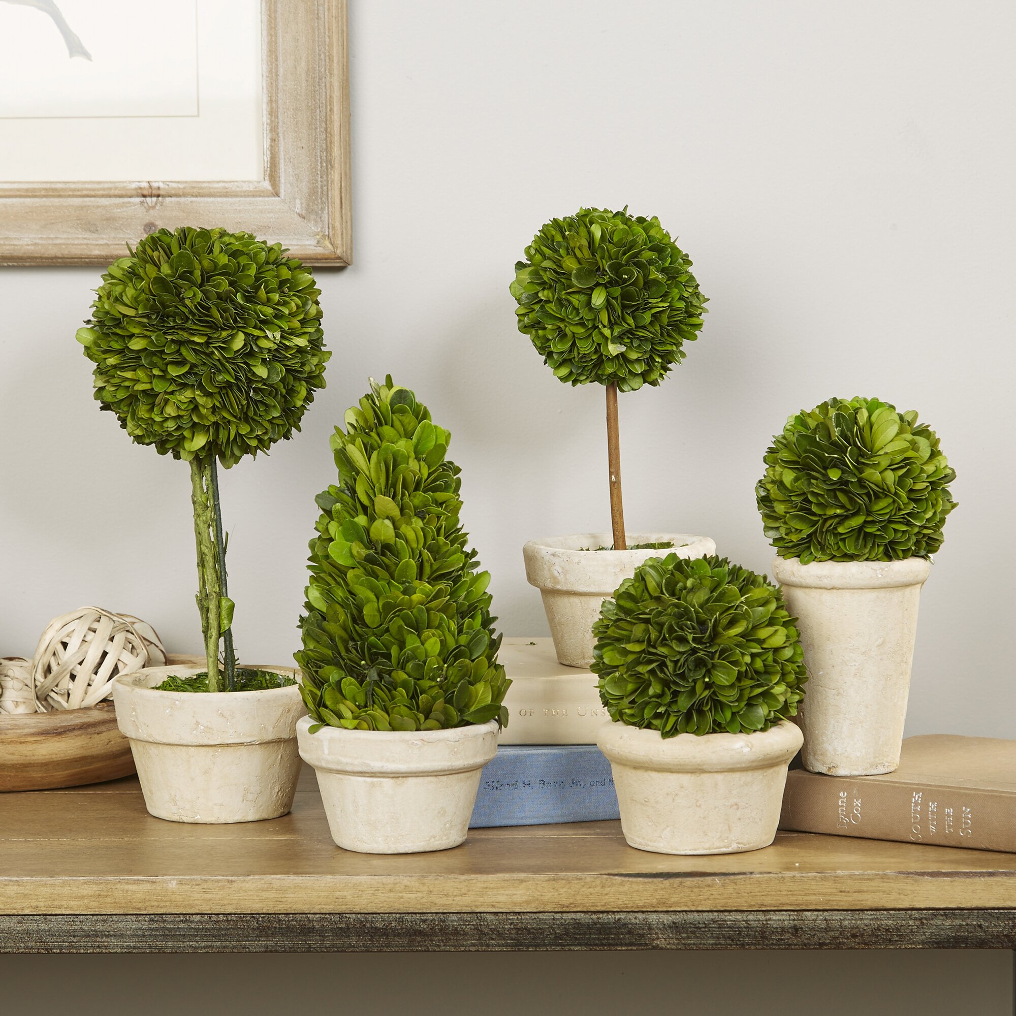 Birch Lane Preserved Boxwood Topiaries Reviews Wayfair