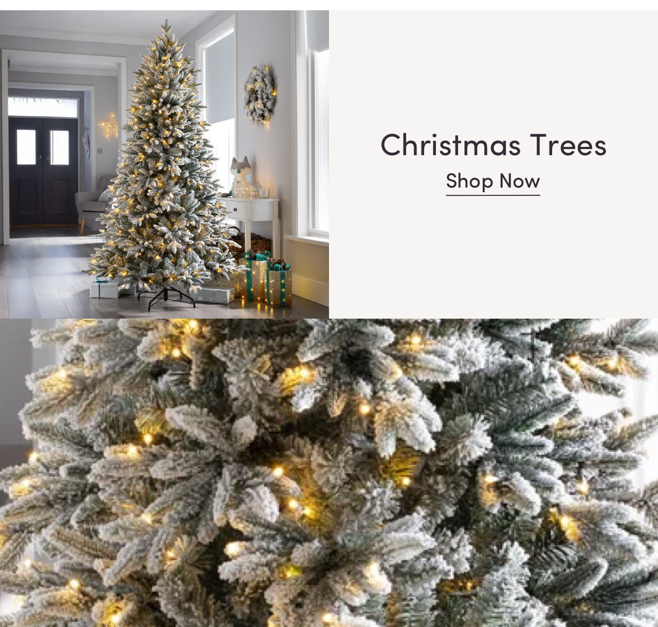 Our Top Christmas Trees