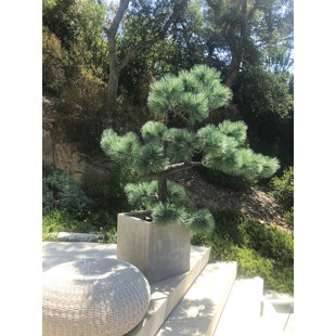 THE SEASONAL AISLE 190cm Foliage Tree in Planter