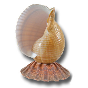 THE SEASHELL COMPANY Tonna Shell on Lion's Paw Shell LED Night Light Lamp