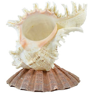 THE SEASHELL COMPANY Murex with Lion Paw LED Night Light Lamp