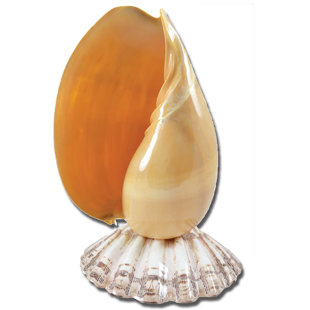 THE SEASHELL COMPANY Melon with Lion Paw LED Night Light Lamp