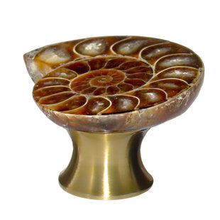 MYTERRA GEMSTONE HARDWARE Ammonite Fossil Knob