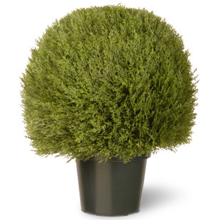 NATIONAL TREE CO. Cedar 24'' Faux Cedar Topiary in Pot