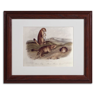 VAULT W ARTWORK Prairie Dog by John James Audubon - Picture Frame Print on Canvas