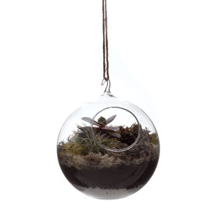 HOUSE ADDITIONS Hana Hanging Terrarium Vase