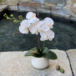 ANDOVER MILLS™ BABY & KIDS Orchid Arrangement in Planter