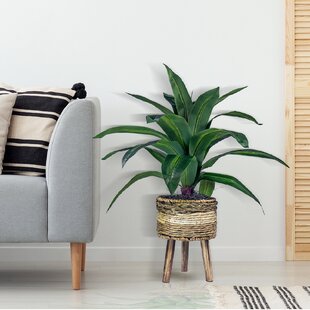 DOVECOVE Callender 24'' Faux Dracaena Plant in Wicker/Rattan Basket