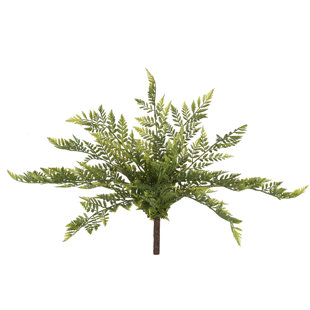 MILLWOOD PINES Rabbit Foot Fern Stems (Set of 2)