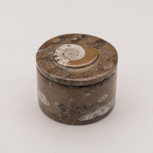 ASTRO GALLERY OF GEMS Ammonite and Orthoceras Fossil Small Box