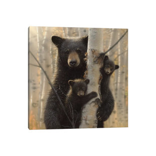 ALPEN HOME Mama Bear by Collin Bogle - Wrapped Canvas Print