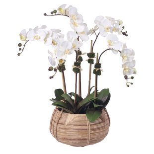 DIANE JAMES HOME Phalaenopsis Orchids in Basket