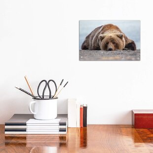 ALPEN HOME Grizzly Bear In Alaska by Eric Fisher - Wrapped Canvas Print