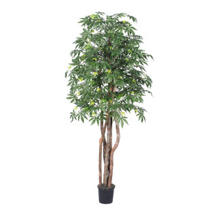 PRIMRUE Japanese Maple Tree in Pot