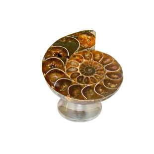 MYTERRA GEMSTONE HARDWARE Ammonite Fossil Knob