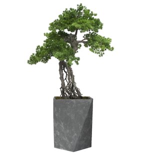 VINTAGE HOME Panama 46'' Faux Bonsai Tree in Fiberstone Planter