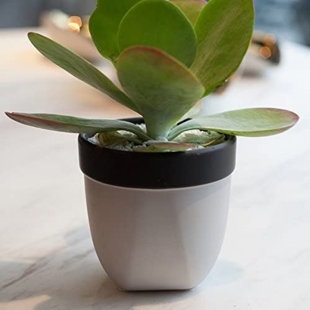 18KARAT® Ceramic Pot Planter
