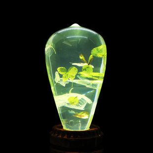 EP DESIGNLAB LLC 1 Watt Equivalent ST64 E26/Medium (Standard) 6000K LED Bulb