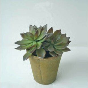 GOLD EAGLE USA 8'' Faux Succulent Plant in Cement Planter