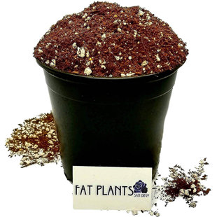 FATPLANTS Premium Cactus And Succulent Soil (Set of 2)