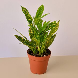 House Plant Shop Live Foliage Plant