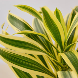 House Plant Shop Live Dracaena Plant