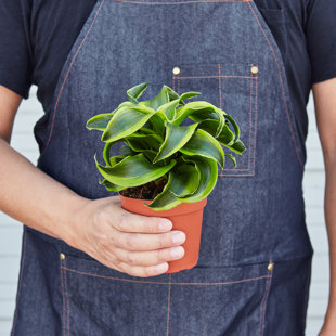 House Plant Shop Live Dracaena Plant