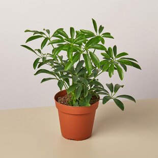 House Plant Shop Live Foliage Plant