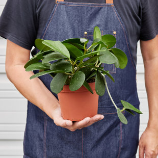 House Plant Shop Live Foliage Plant