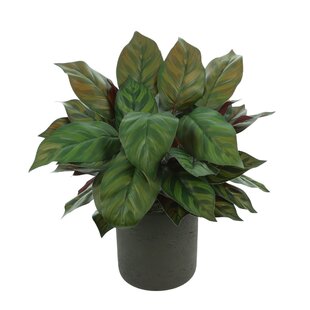 PRIMRUE Outdoor UV-Resistant Evergreen Plant in Fiberstone Pot