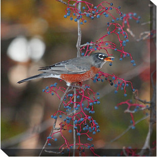 WEST OF THE WIND OUTDOOR CANVAS ART Robin in Autumn Framed Photographic Print on Wrapped Canvas
