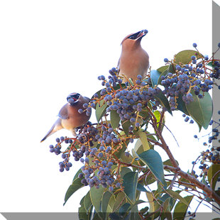 WEST OF THE WIND OUTDOOR CANVAS ART 2 Waxwings and Ligustrum Framed Photographic Print on Wrapped Canvas