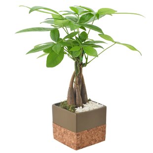 Arcadia Garden Products Live Money Tree (Pachira Aquatica) (Jade Plant) Plant in Ceramic Pot