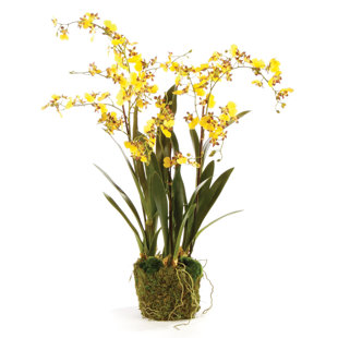 PRIMRUE Alina Orchid Arrangement