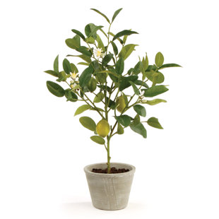PRIMRUE Cuomo 24'' Faux Lemon Tree in Ceramic Pot (Set of 2)