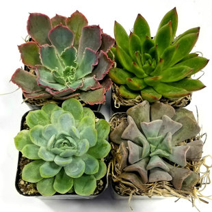 FATPLANTS Live Succulent Low Maintenance Plant