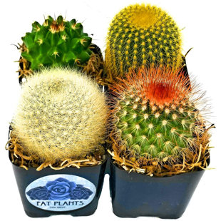 FATPLANTS Live Cactus Low Maintenance Plant