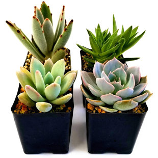 FATPLANTS Live Succulent Low Maintenance Plant