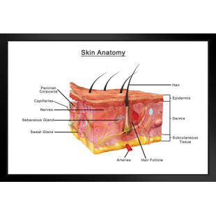 TRINX Human Skin Anatomy Cross Section Diagram Chart Matted Framed Wall Art Print 26X20 Inch