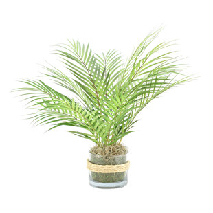BAY ISLE HOME™ Akeyah Palm Plant in Rope Embellished Glass Pot