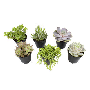 Altman Specialty Plants Live Succulent Plant in Nursery Pot