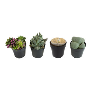 Altman Specialty Plants Live Succulent Plant in Nursery Pot