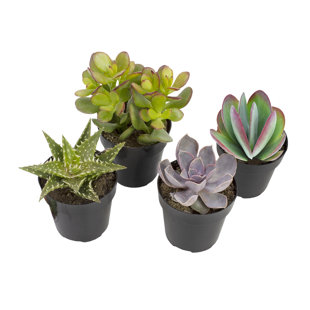 Altman Specialty Plants Live Succulent Plant in Nursery Pot