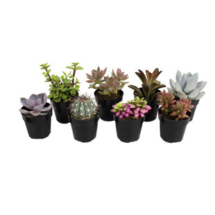 Altman Specialty Plants Live Succulent Plant in Nursery Pot