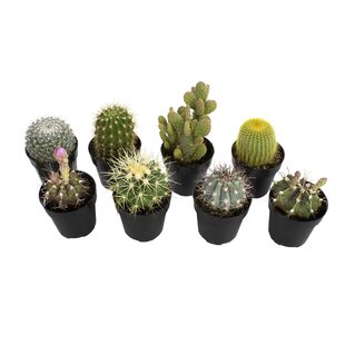 Altman Specialty Plants Live Cactus Plant in Nursery Pot