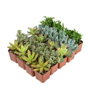ALTMAN SPECIALTY PLANTS 2IN Assorted Mini Succulent Live Plant Collection (20-Pack)