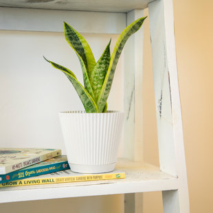 Altman Specialty Plants Live Snake Plant (Sansevieria) Plant in Decorative Vase