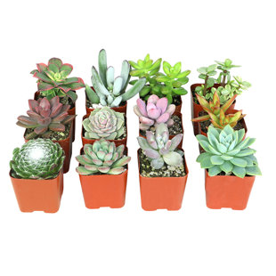 ALTMAN SPECIALTY PLANTS 2IN Assorted Succulent Live Plants Collection (12-Pack)